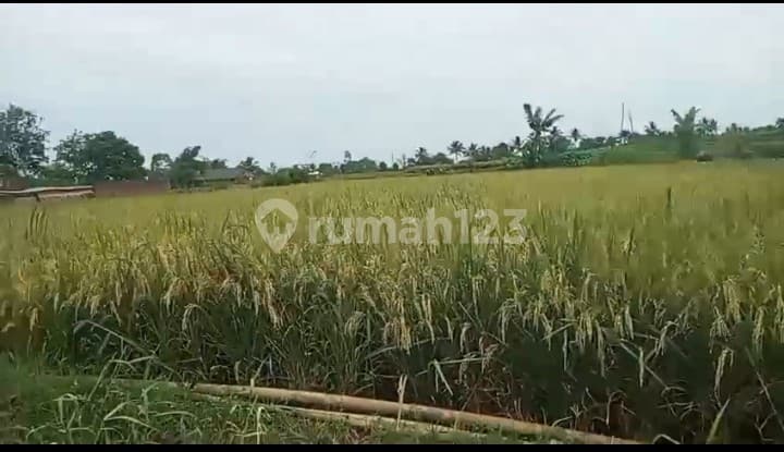Sawah Produktif Cikaret Kebonpedes Dekat Lingkar Selatan