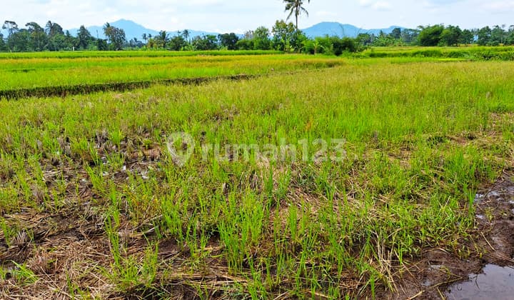 Tanah Sawah Sangat Luas Murah Menguntungkan