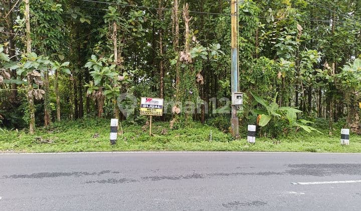 Empty land with bonus teak trees, located along the main road in Baturaden, Purwokerto.