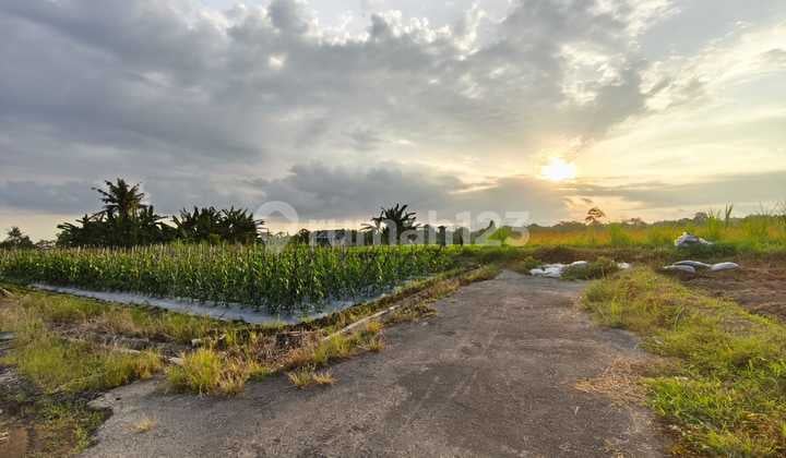 Disewakan Tanah Kavling View Sawah Lokasi di Desa Temesi, Gianyar.