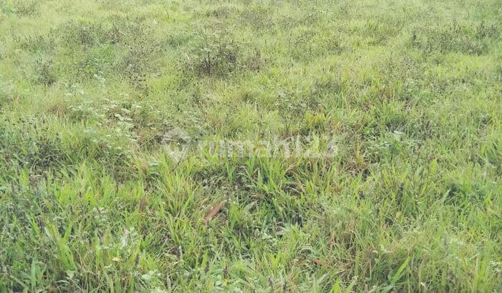Dijual Murah Tnah Sempur Panongan Cikupa, Tangerang