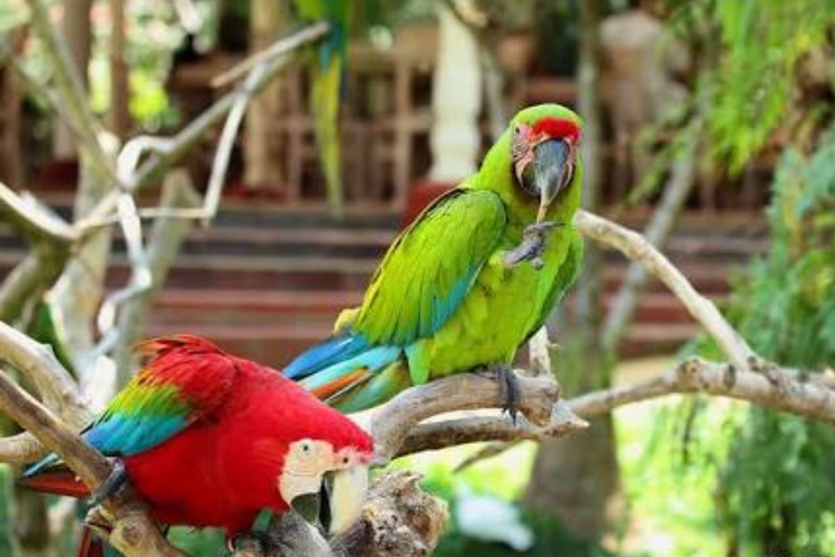 Bali Bird Park.jpg