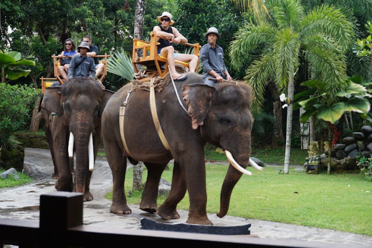 Bali Zoo.jpg