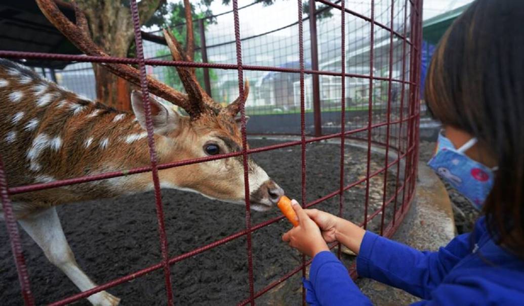 Berinteraksi dengan Aneka Satwa.jpg