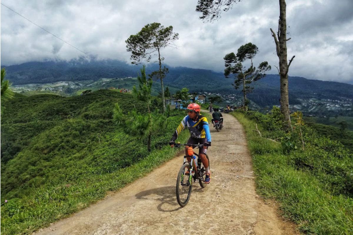 Bersepeda mengelilingi kebun teh.jpg