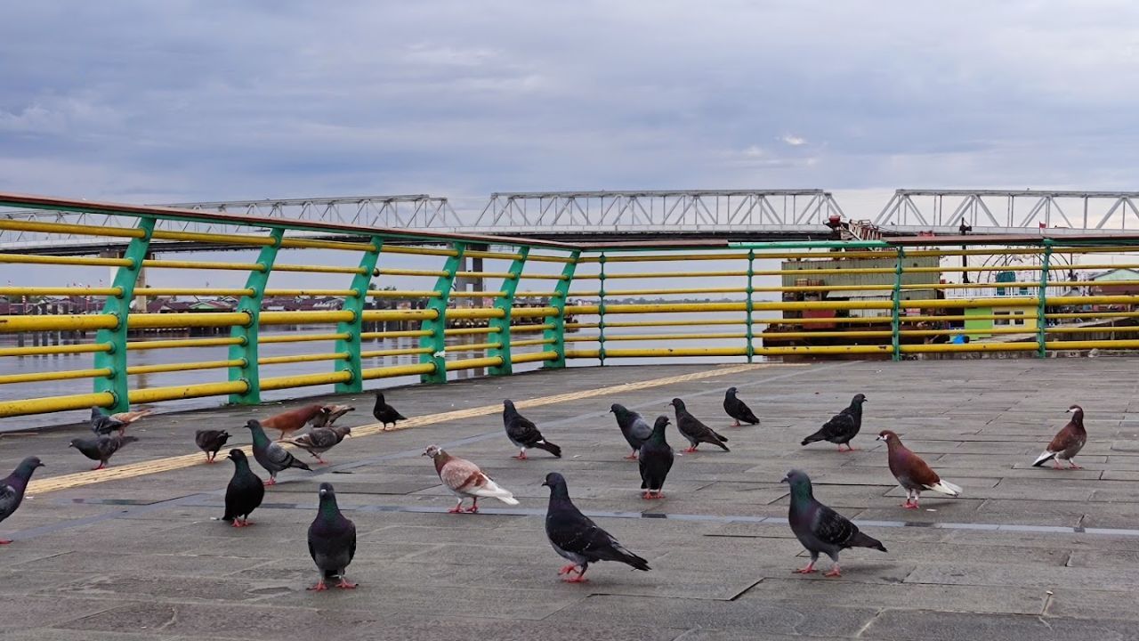 Burung-burung di Waterfront Pontianak.jpg