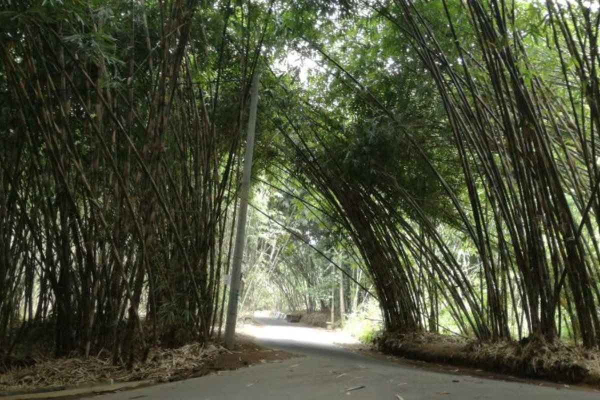 Hutan Bambu, spot foto menarik di Desa Penglipuran.jpg