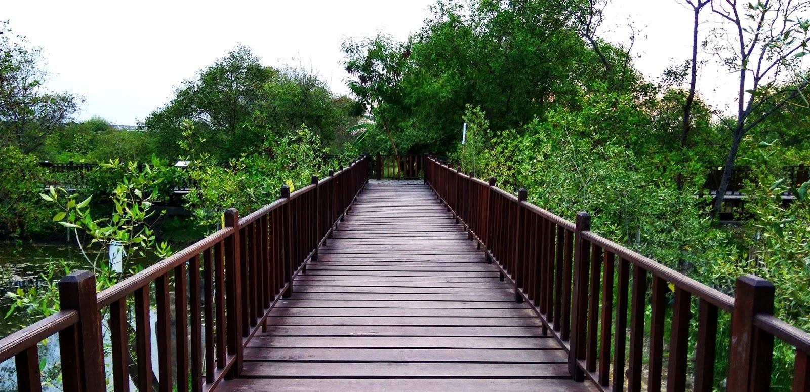 Hutan Mangrove Wonorejo