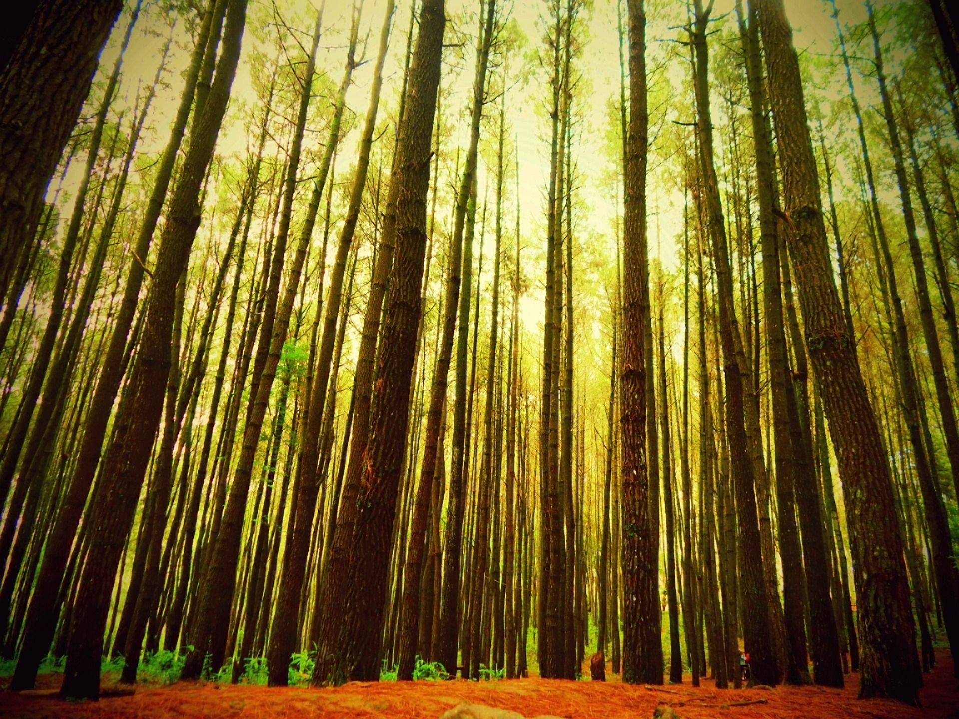 Hutan Pinus Mangunan, Wisata Alam Populer di Bantul