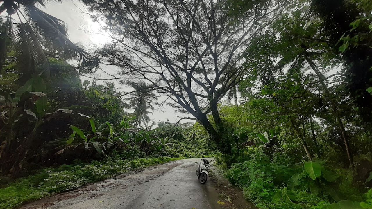 Hutan di Gunung Tumpa.jpg