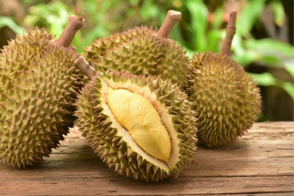 Ilustrasi durian.jpg