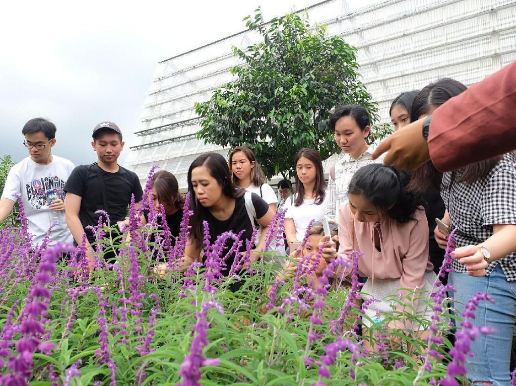 Jelajahi Ladang Tanaman Atsiri.jpeg