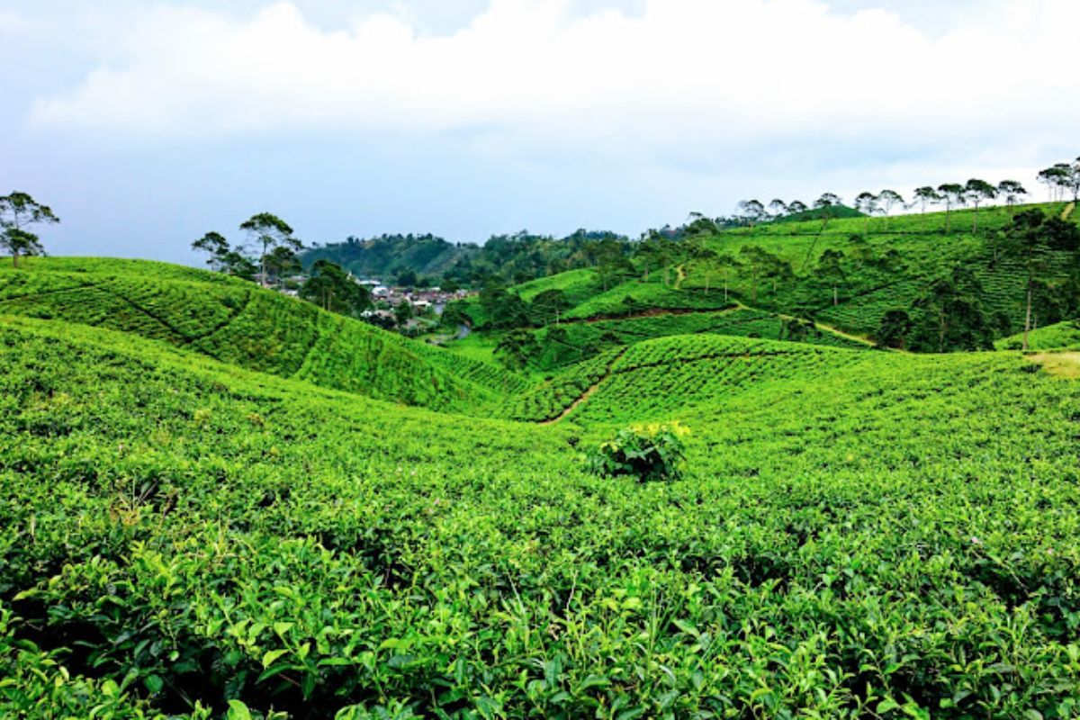Keseruan Jalan-jalan ke Kebun Teh Kemuning, Karanganyar
