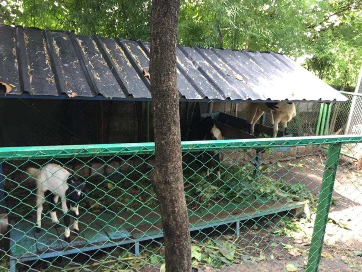 Kebun binatang mini di Waterpark Ciperna.jpg