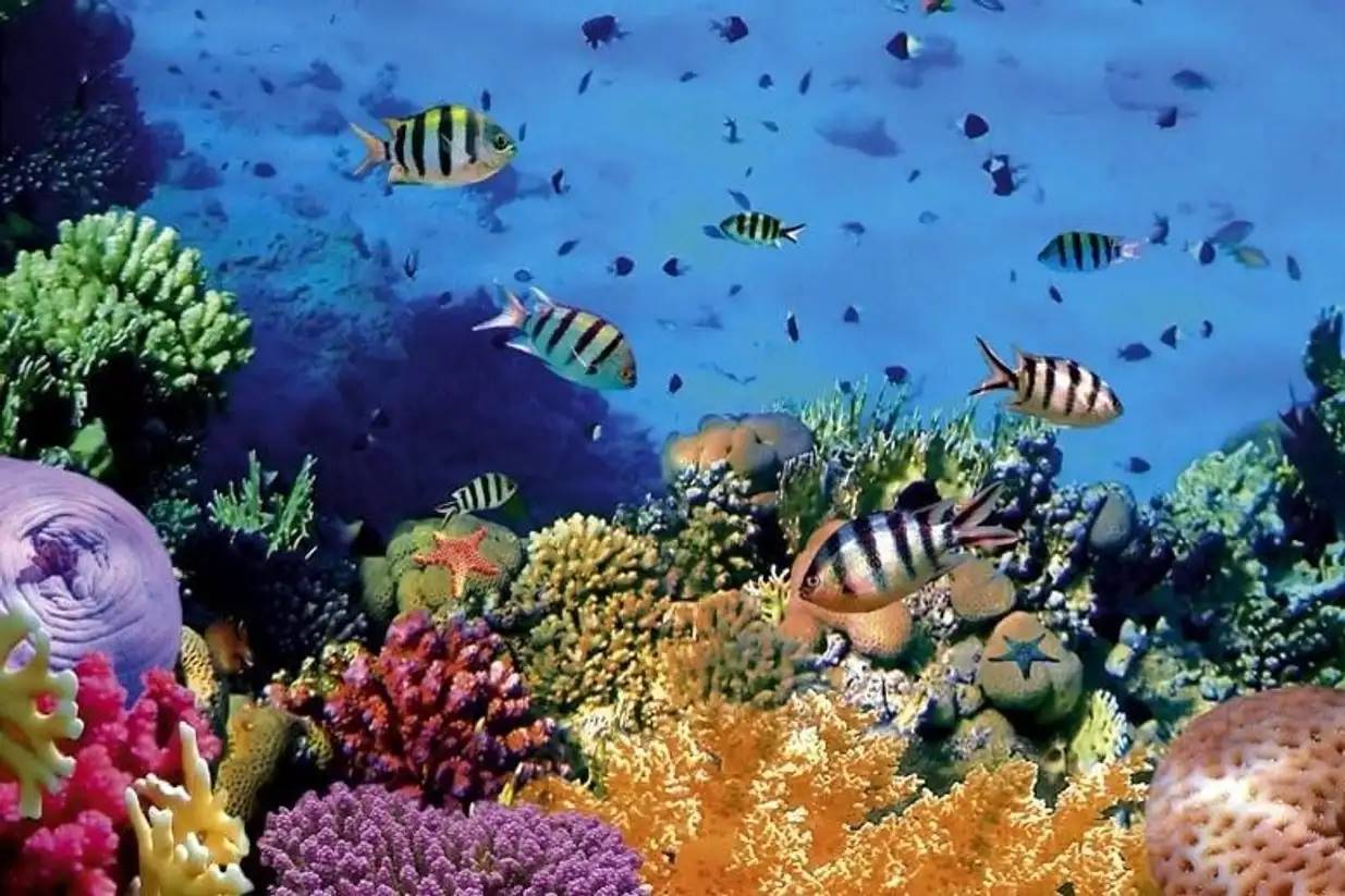 Kekayaan Flora dan Fauna di Taman Bunaken.jpg