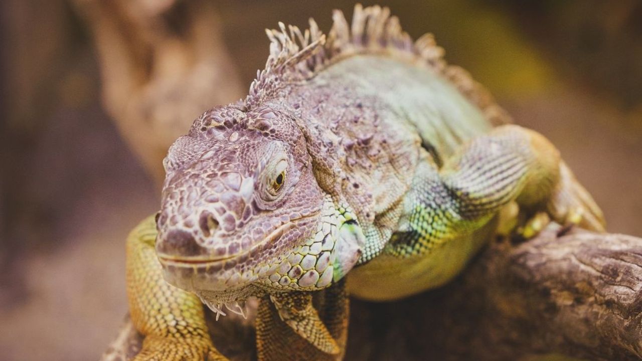 Lokasi Bali Reptile Park.jpg