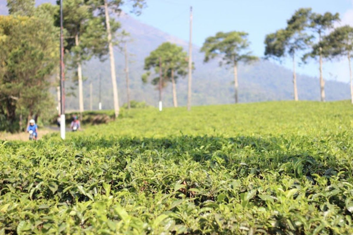 Lokasi Kebun Teh Kemuning.jpg