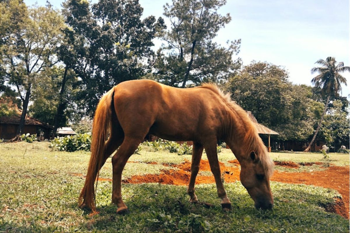 Melihat hewan ternak.jpg