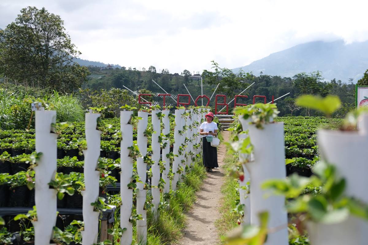 Menelusuri Kebun Strawberry Ketep Pass.jpg