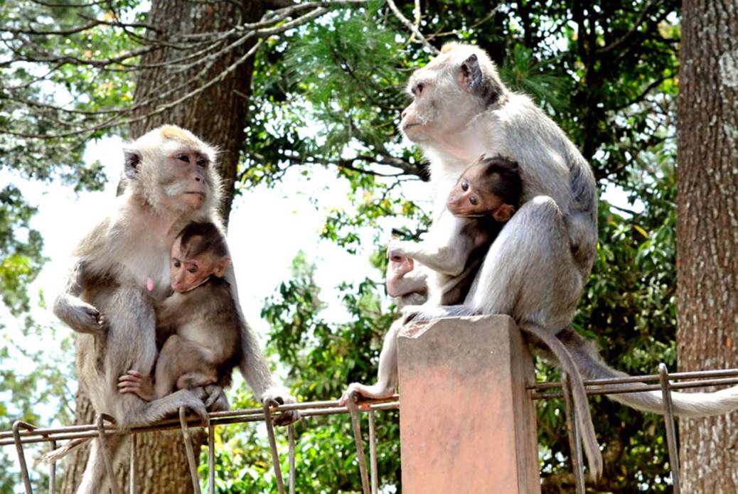 Monyet di Grojogan Sewu.jpg