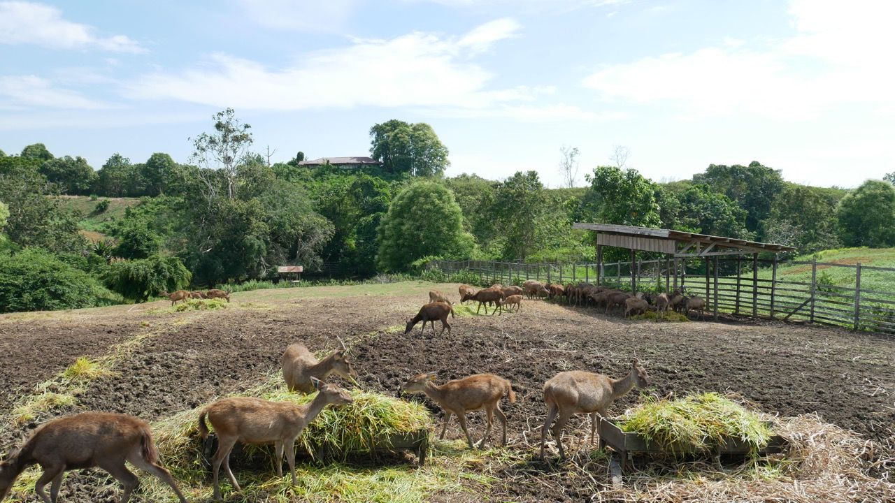 Penangkaran Rusa Penajam