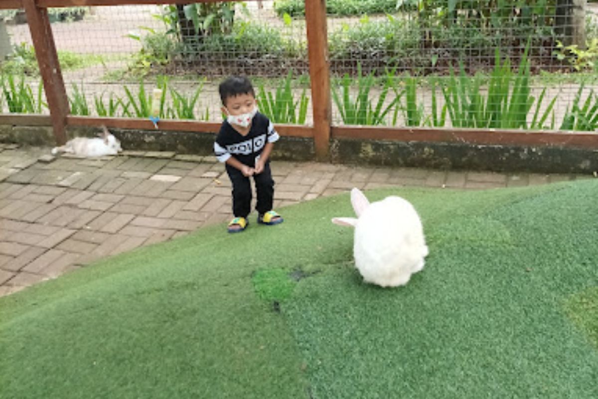 Rabbit feeding.jpg