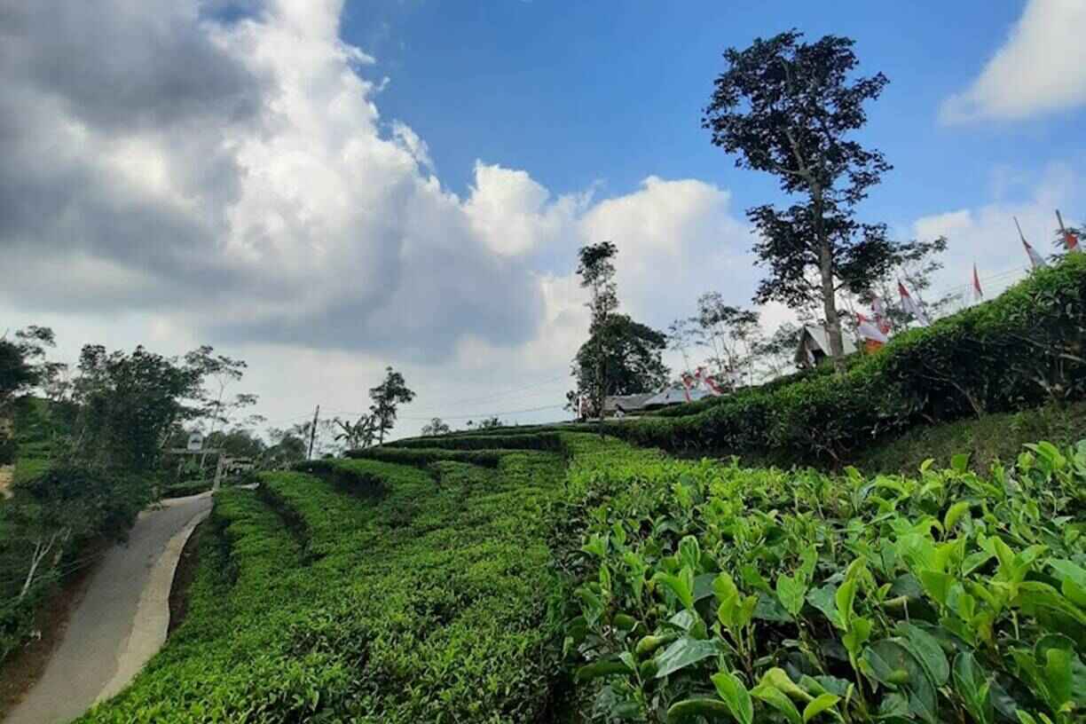 Sejarah Kebun Teh Nglinggo.jpg