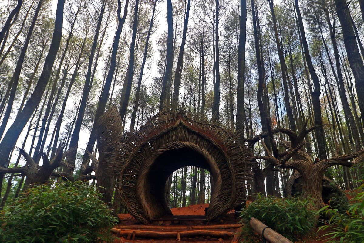 Suasana di Hutan Pinus Pengger.jpg