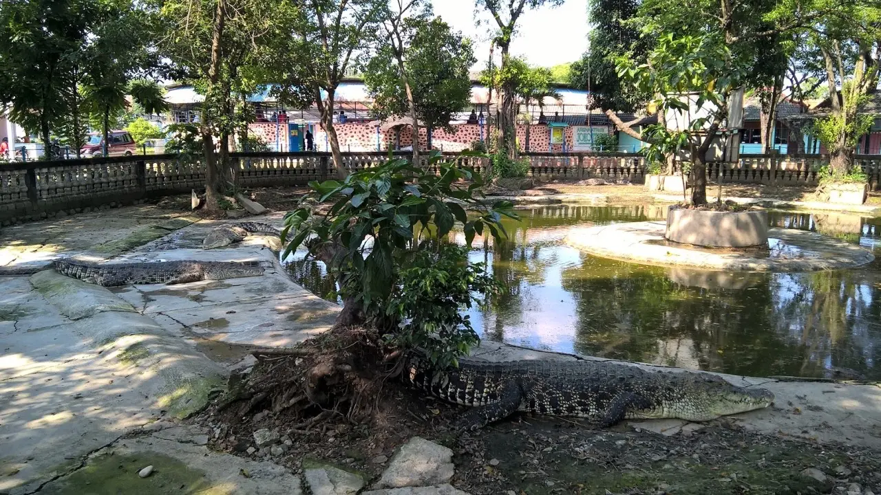 Taman Buaya Indonesia Jaya