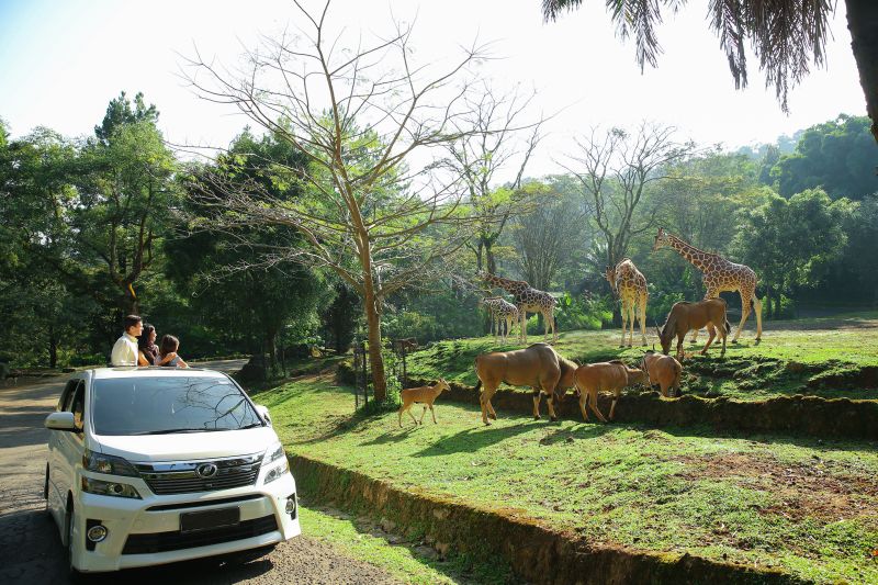 Taman Safari.jpg