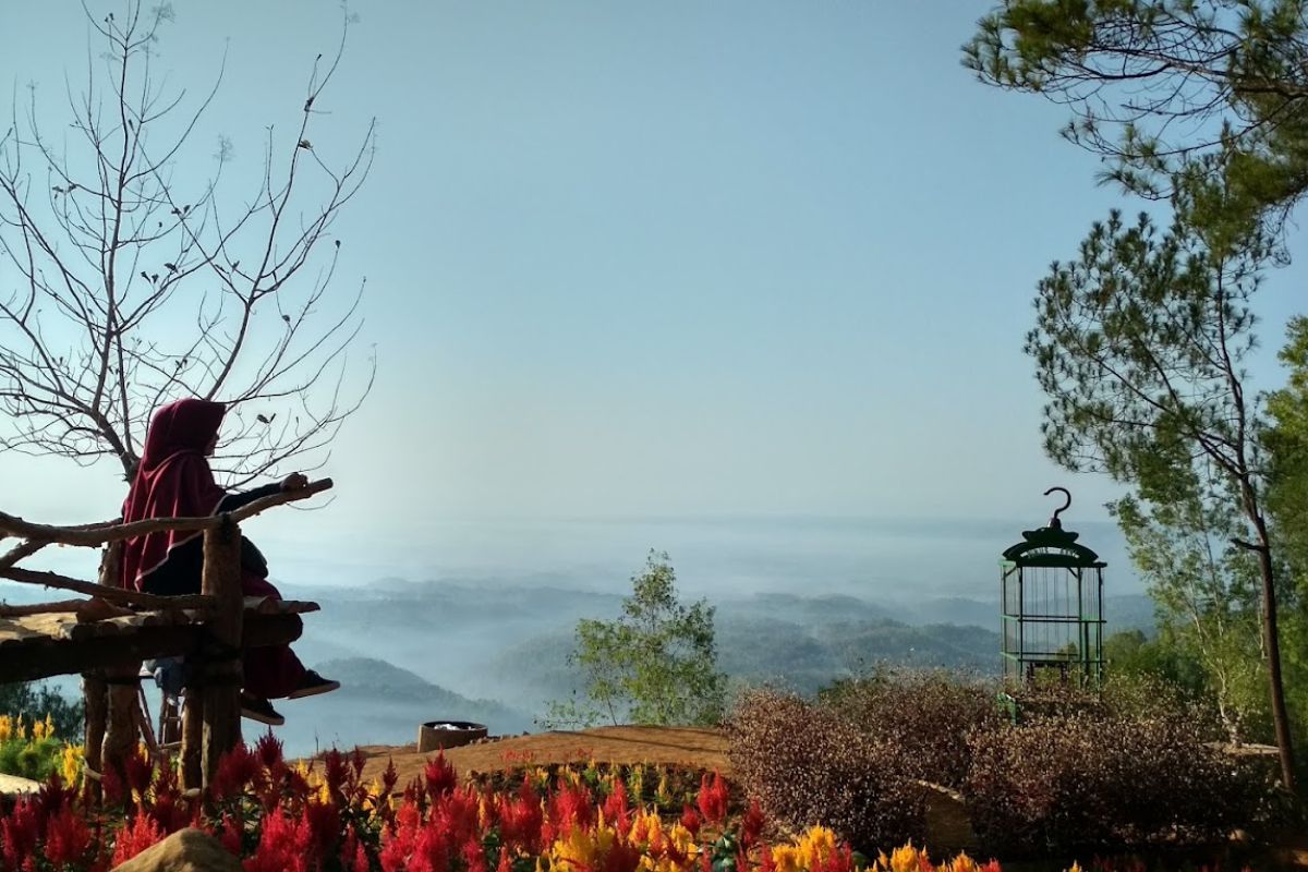 Wisatawan sedang berfoto di Hutan Pinus Asri Bantul.jpg