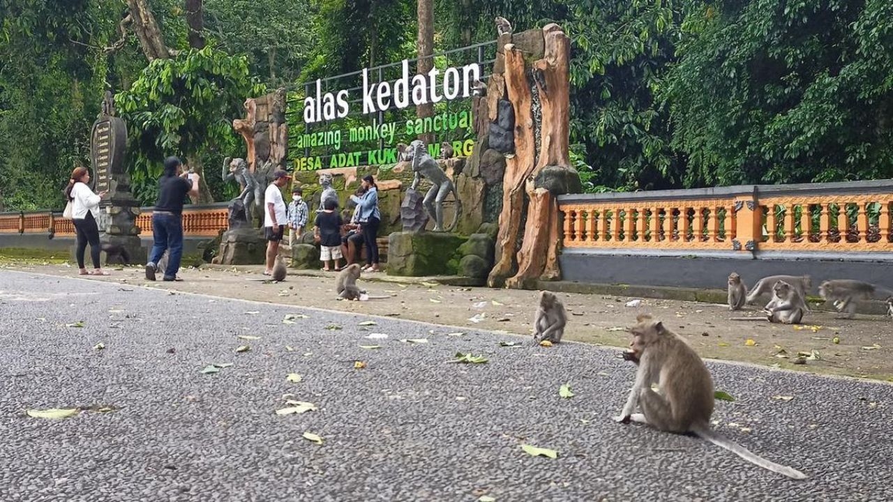 alas kedaton monkey forest.jpg