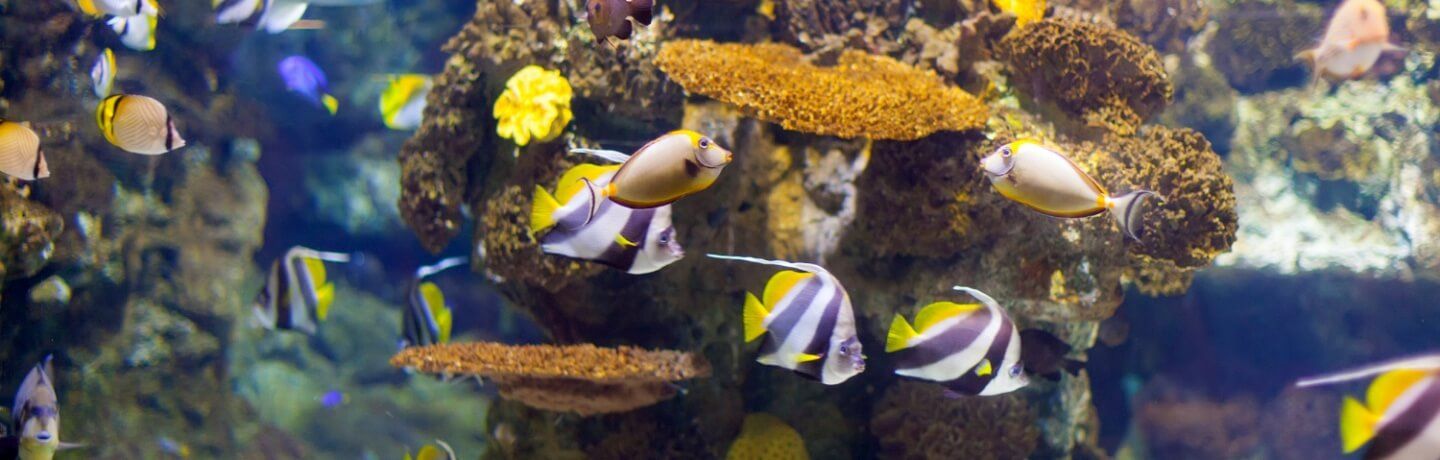 Aquarium Kebun Binatang Surabaya: Daya Tarik, Harga Tiket, dan Jam Bukanya