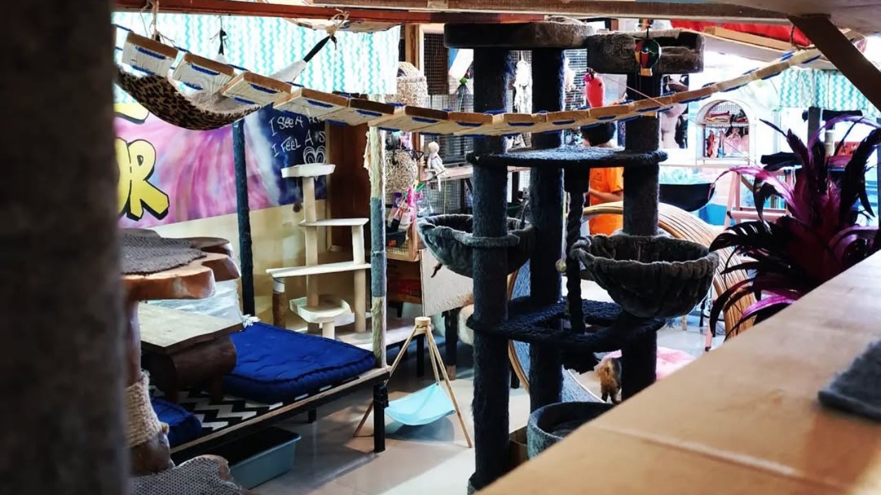 cat cafe sanur bali.jpg