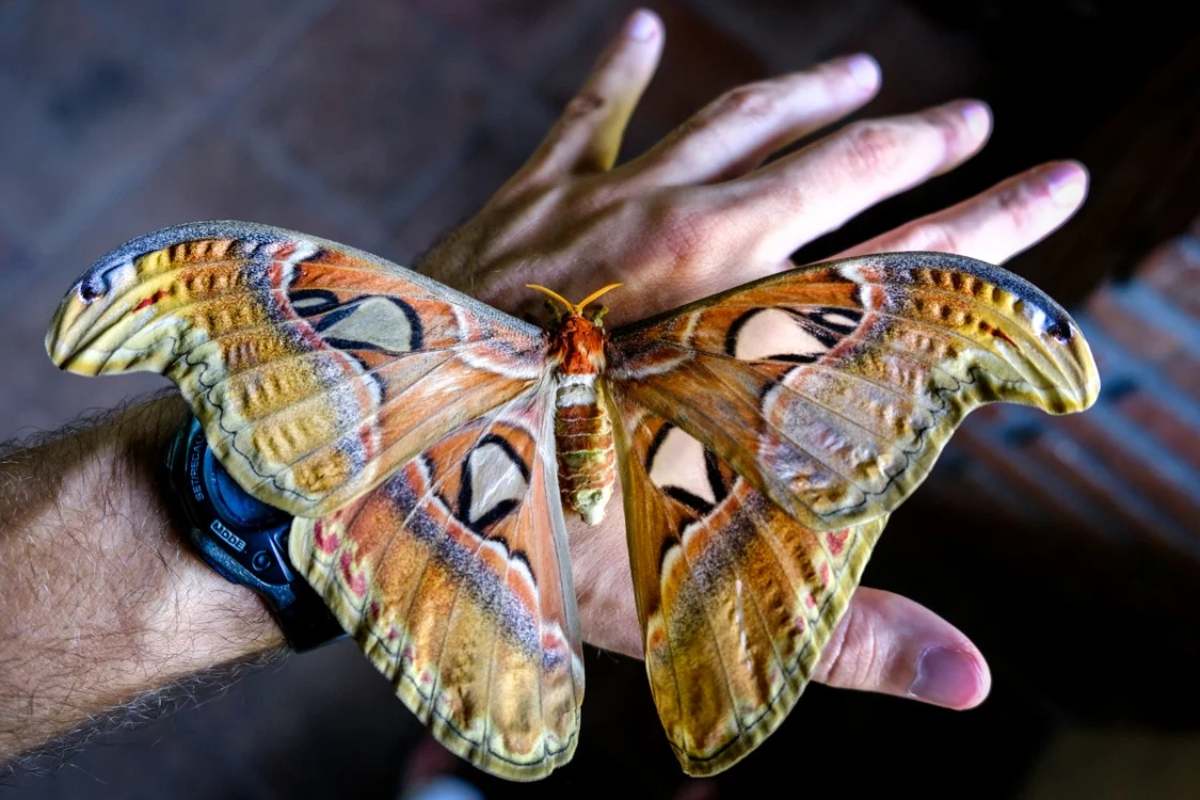 Bali Butterfly Park: Daya Tarik, Harga Tiket, dan Jam Operasional