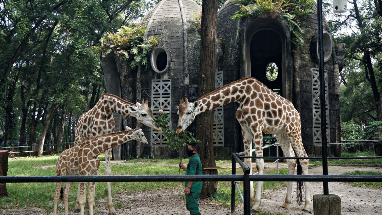 kebun binatang ragunan.jpg