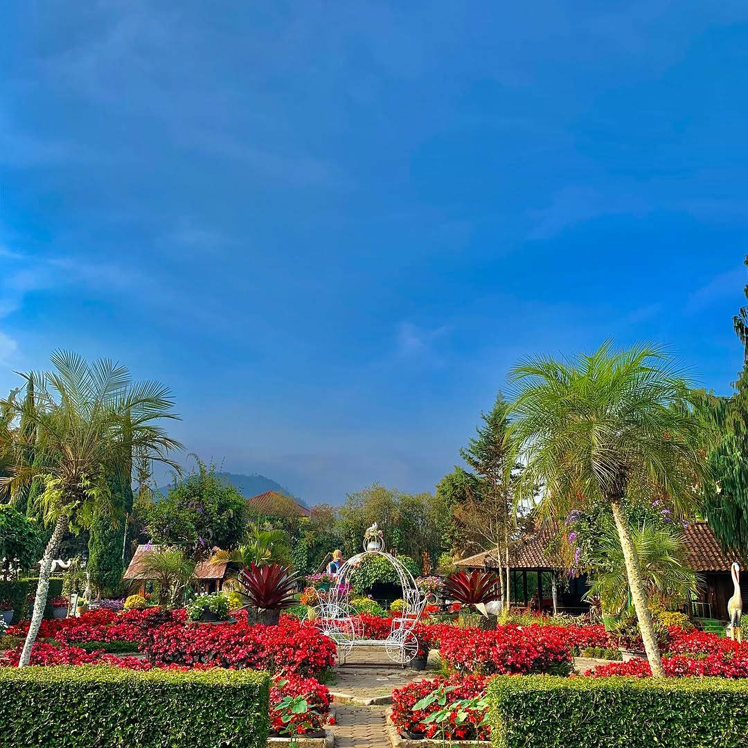 kebun bunga begonia lembang bandung.jpg