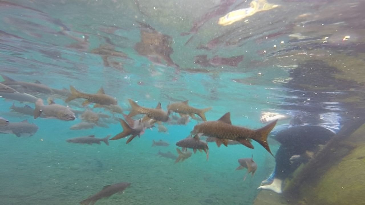 kolam renang banyu biru.jpg