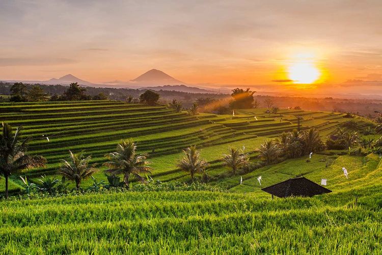 Ubud, Bali | Kondisi Alam Indah & Pusat Budaya
