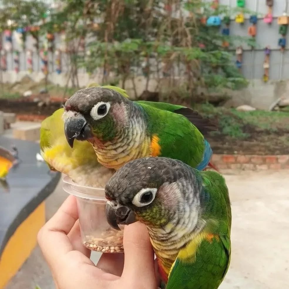 opi bird park palembang.jpg