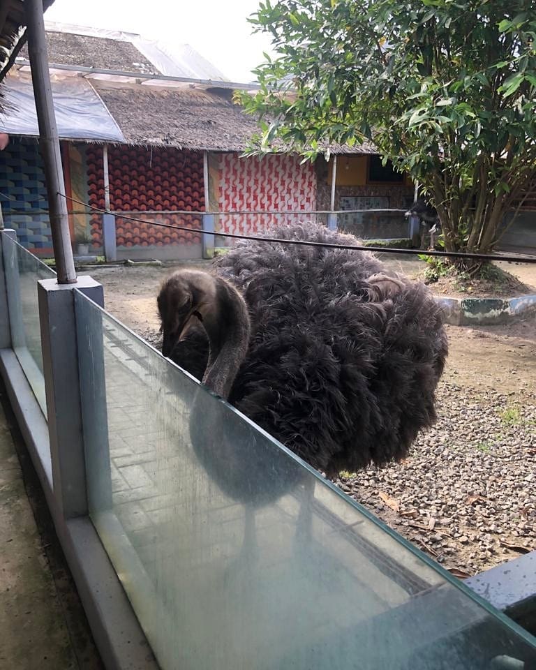 palembang bird park foto.jpg