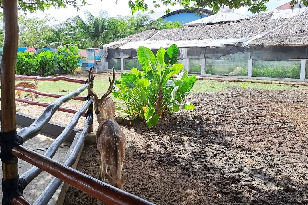 palembang bird park photos.jpg