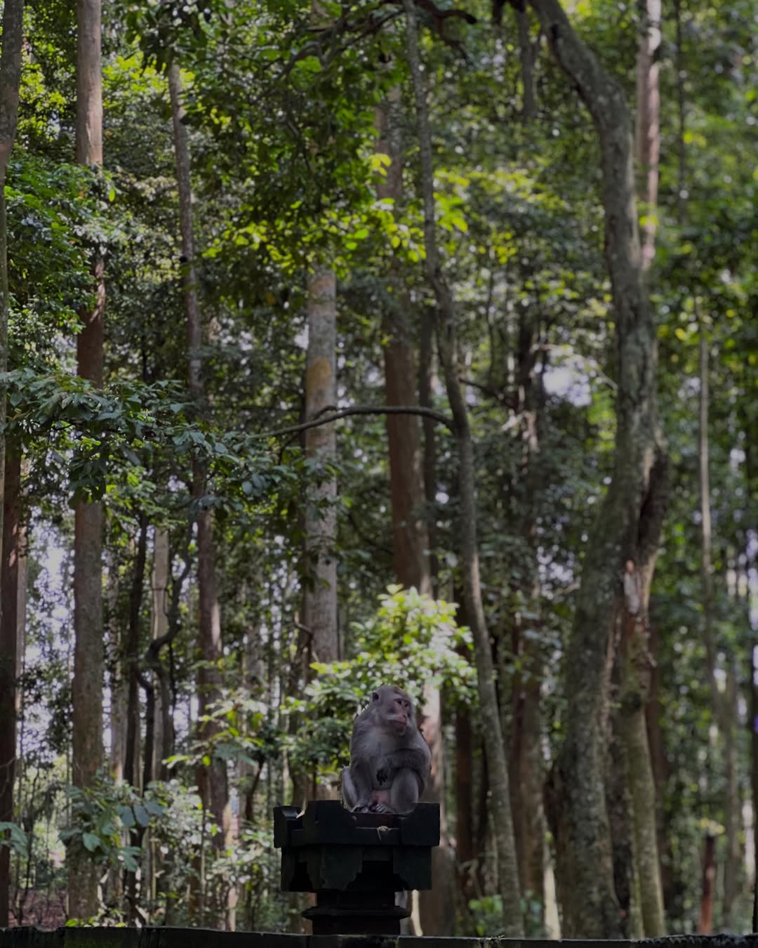 sangeh monkey forest photos.jpg