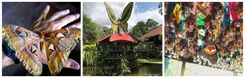 Bali Butterfly Park: Daya Tarik, Harga Tiket, dan Jam Operasional