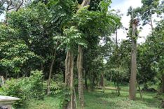 Taman Hutan Raya Pancoran Mas, Cagar Alam Depok Tertua