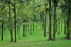 Bali Botanical Garden: Daya Tarik, Tiket & Penginapan