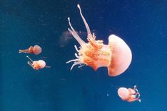 Jakarta Aquarium Safari, Review Lengkap & HTM