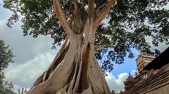 Bayan Ancient Tree, Pohon Raksasa Berusia Ratusan Tahun
