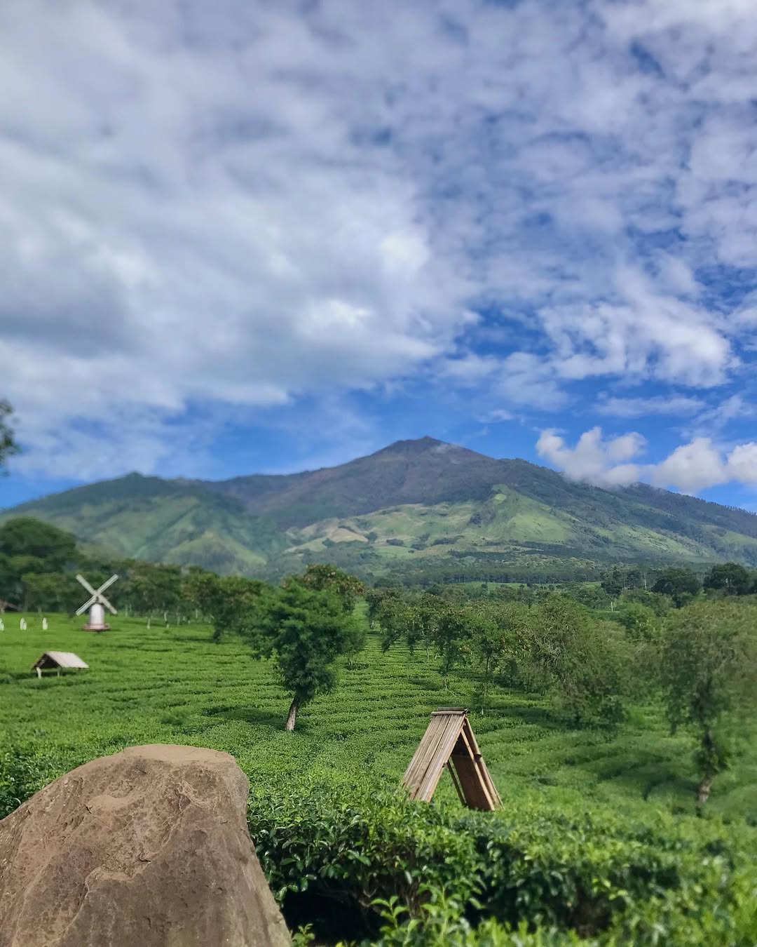 ulasan kebun teh wonosari.jpg