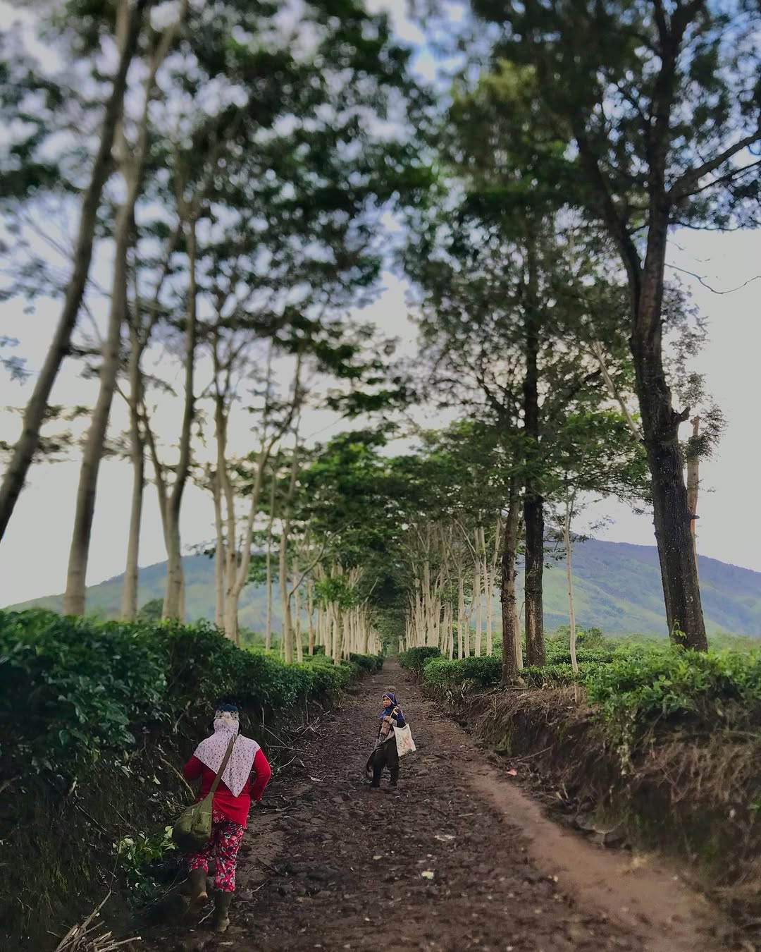 wonosari kebun teh.jpg